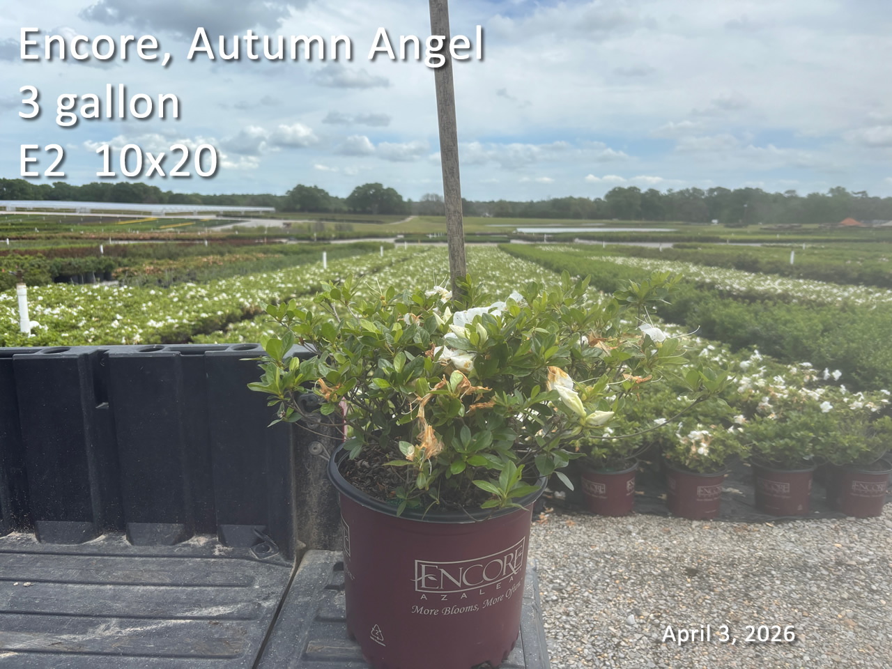 gallery/eang3 e2 apr3.jpg